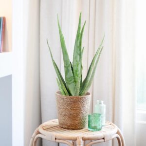 Aloe Vera Plant - Medicijnplant - P17