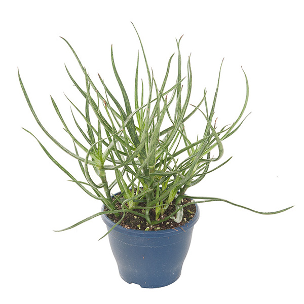 Aloe Bakeri - P 14 cm 1 Aloe Bakeri - P 14 cm