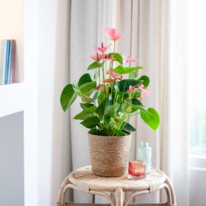 plantje.nl Anthurium Andreanum (Roze), Flamingoplant Roze
