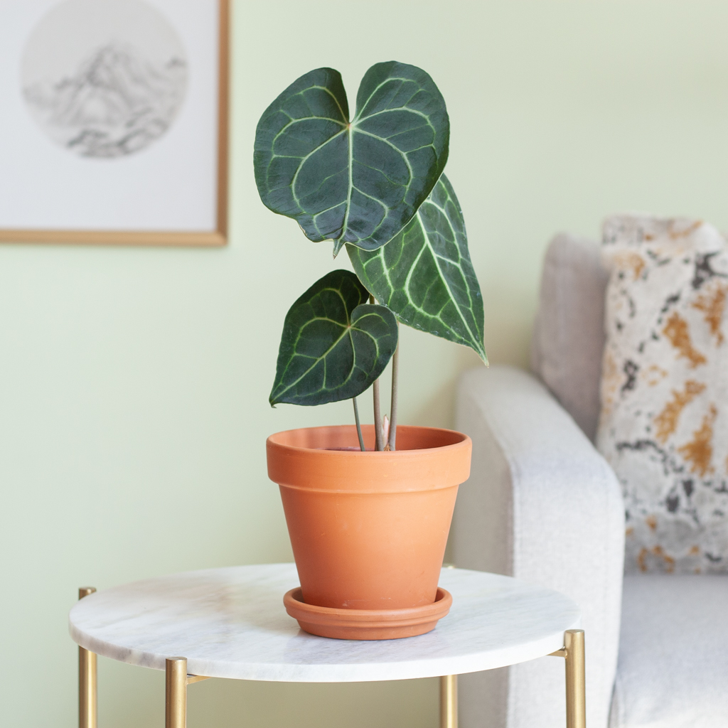 Anthurium Clarinervium - Aderplant - P12 1 Anthurium Clarinervium - Aderplant - P12