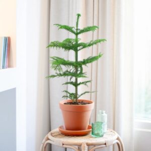 Araucaria Heterophylla - Kamerden - P17
