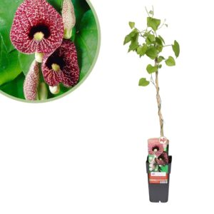 Aristolochia Macrophylla - Dutchman's pipe - P15