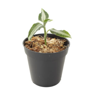 Aspidogyne argentea (Juweel orchidee) - P 6 cm