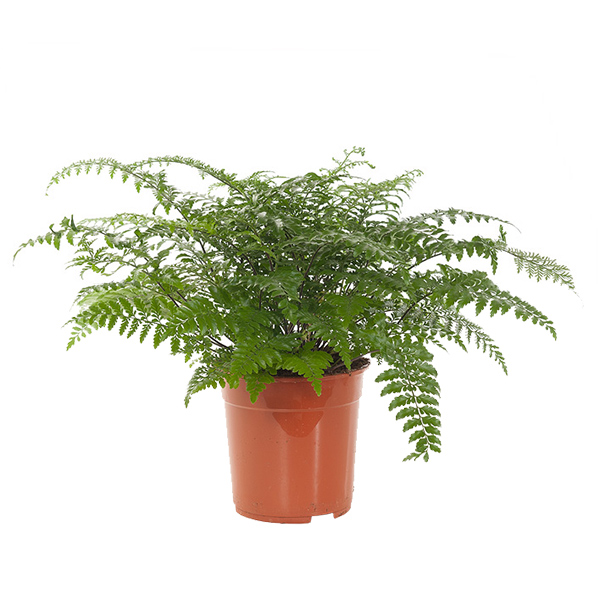 Moedervaren (Asplenium Parvati) P 24 cm 1 Moedervaren (Asplenium Parvati) P 24 cm