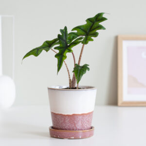 Alocasia Jacklyn (mini) - P6