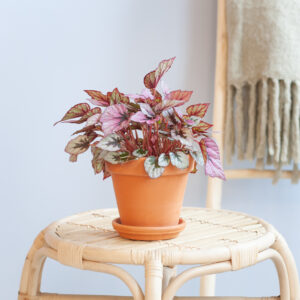 Begonia Beleaf Indian Summer - P12