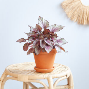 Bladbegonia Rex 'Maori Haze' - P12