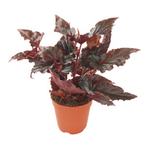 Begonia 'Black Magic' - P 12 cm