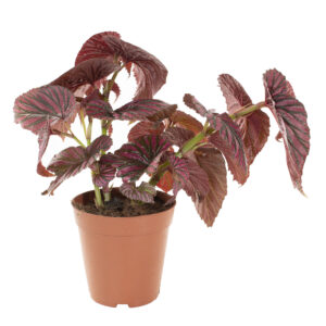 Begonia Brevirimosa 'Old school' - P 15 cm