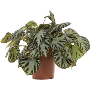 Begonia Silver Jewel - P 15 cm