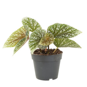 Begonia Snowcap (Begonia fibrous hybrid) - P 12 cm