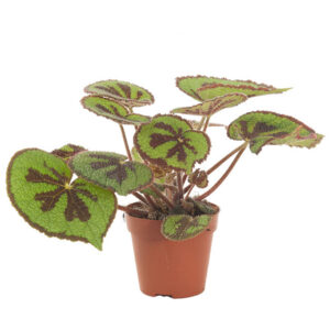 Begonia Masoniana (iron cross begonia) - P 12 cm