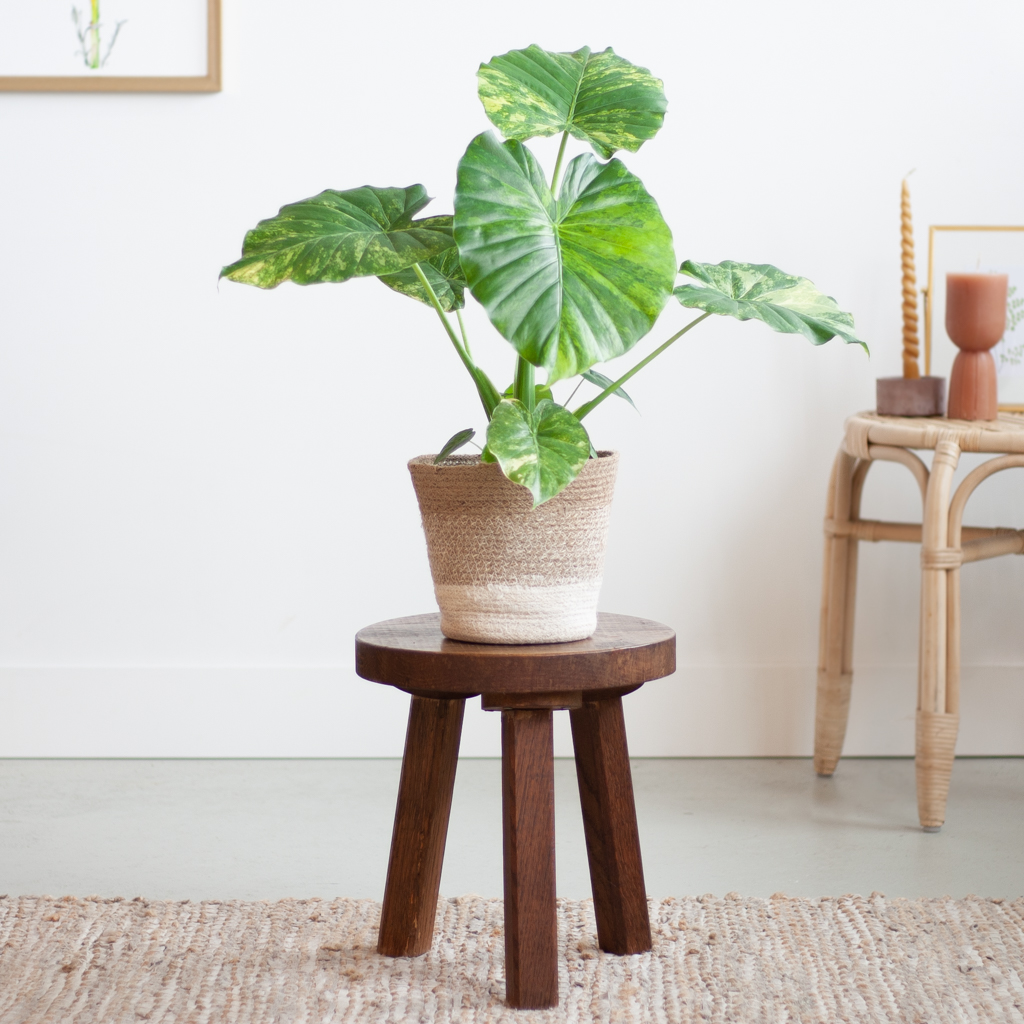 Alocasia Gageana Variegata - P15 1 Alocasia Gageana Variegata - P15