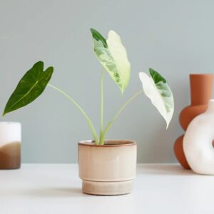 Alocasia Frydek Variegata - Micholitziana variegata - P9