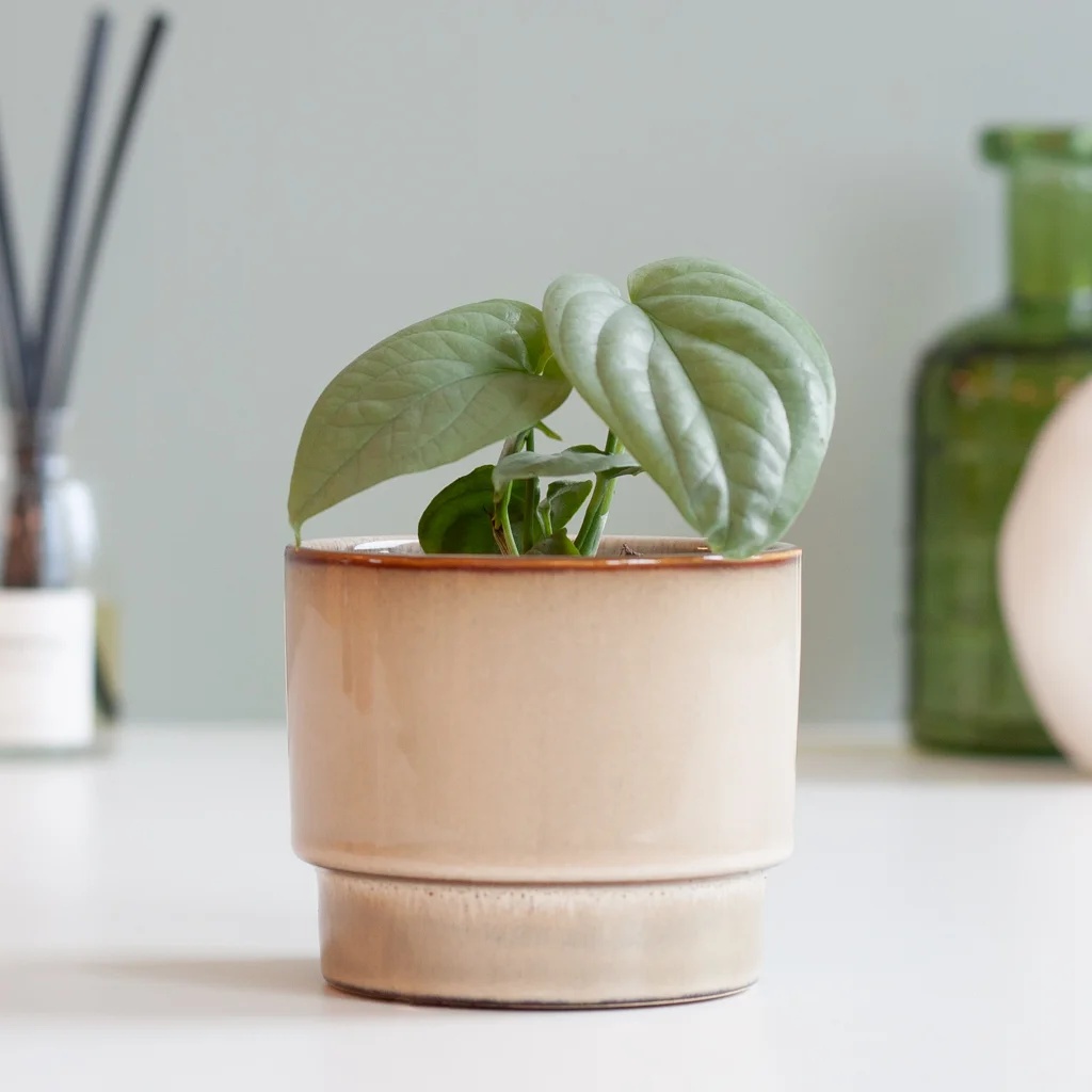 Amydrium Medium Silver (mini) - P6 1 Amydrium Medium Silver (mini) - P6