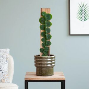 Rhaphidophora Celatocaulis - P14