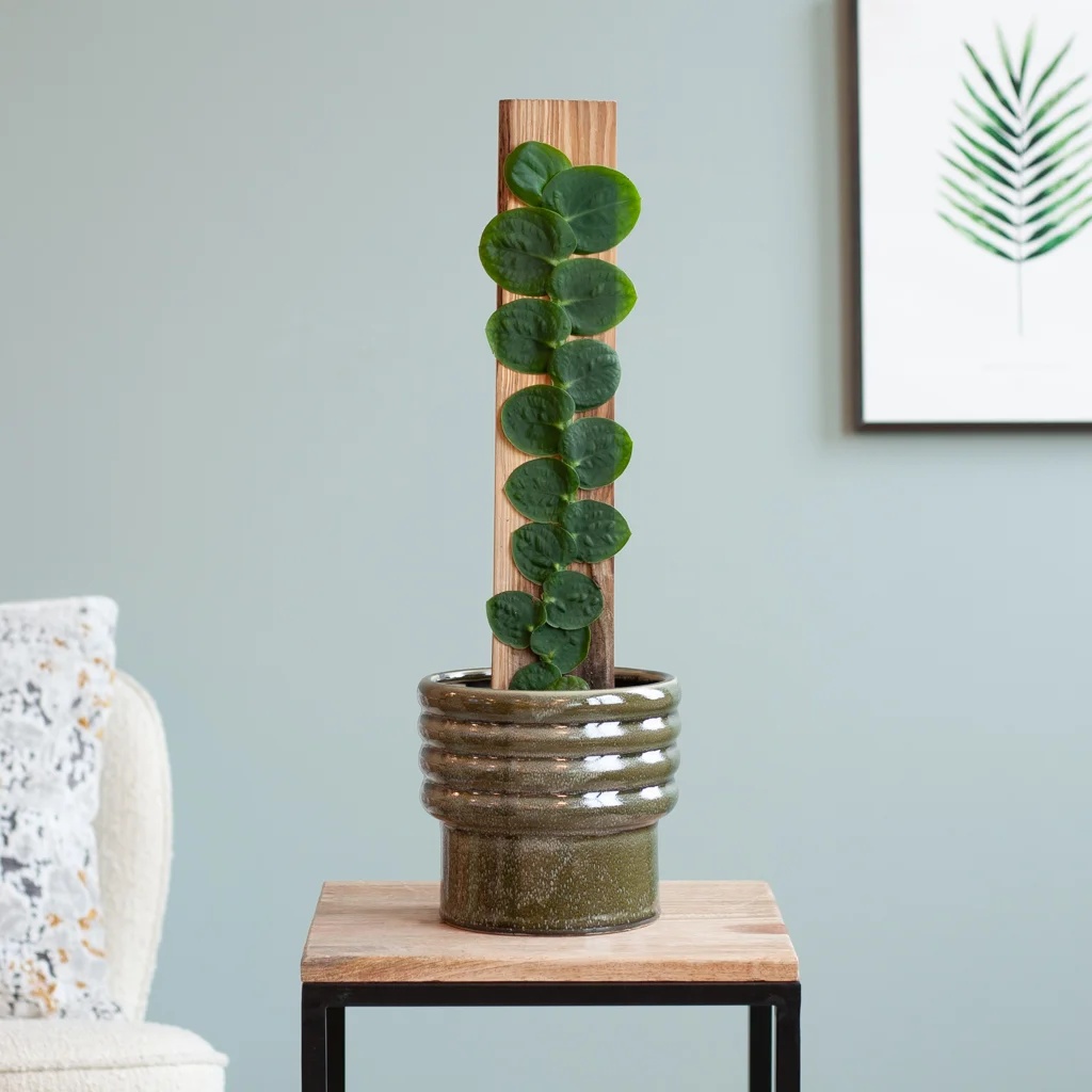 Rhaphidophora Celatocaulis - P14 1 Rhaphidophora Celatocaulis - P14