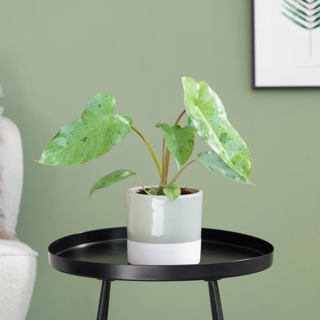 Philodendron Paraiso Verde - P12 1 Philodendron Paraiso Verde - P12