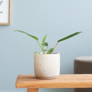 Philodendron Joepii (mini) - P6