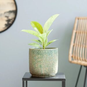Ficus Shivereana Moonshine - P12