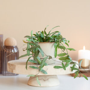 Hoya Sigillatis - Wasbloem - P7