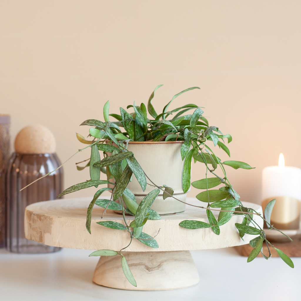 Hoya Sigillatis - Wasbloem - P7 1 Hoya Sigillatis - Wasbloem - P7