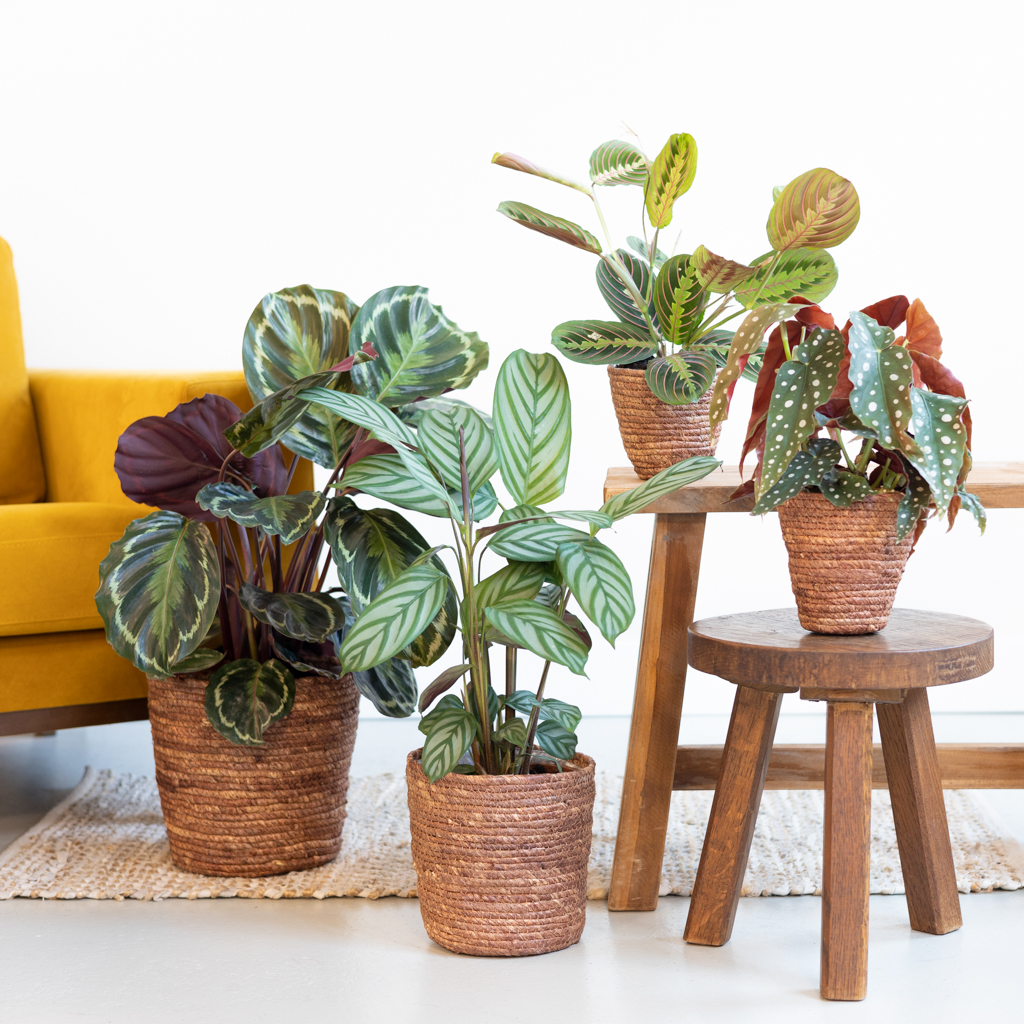 Kleurrijke Kamerplantenbox (4 stuks) 1 Kleurrijke Kamerplantenbox (4 stuks)