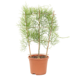 Bowiea Volubilis (Vitrageplant op rek) - P 21