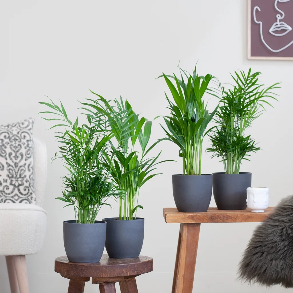 Palmen Plantenbox - Klein - P12 1 Palmen Plantenbox - Klein - P12