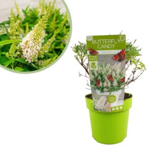 Buddleja Davidii Butterfly Candy Little White - Vlinderstruik - P19