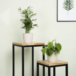 plantje.nl Makkelijke kamerplanten, Kantoorplanten, Groene Voordeelduos, Combideals, Luchtzuiverende planten, Woonkamer, Plant Groene Thuiswerk Duo