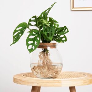 plantje.nl Hydroponie,Monstera Gatenplant,Makkelijke kamerplanten,Kleine planten,Kantoorplanten,Groene Kamerplanten,Woonkamer,Plant cadeau Monstera