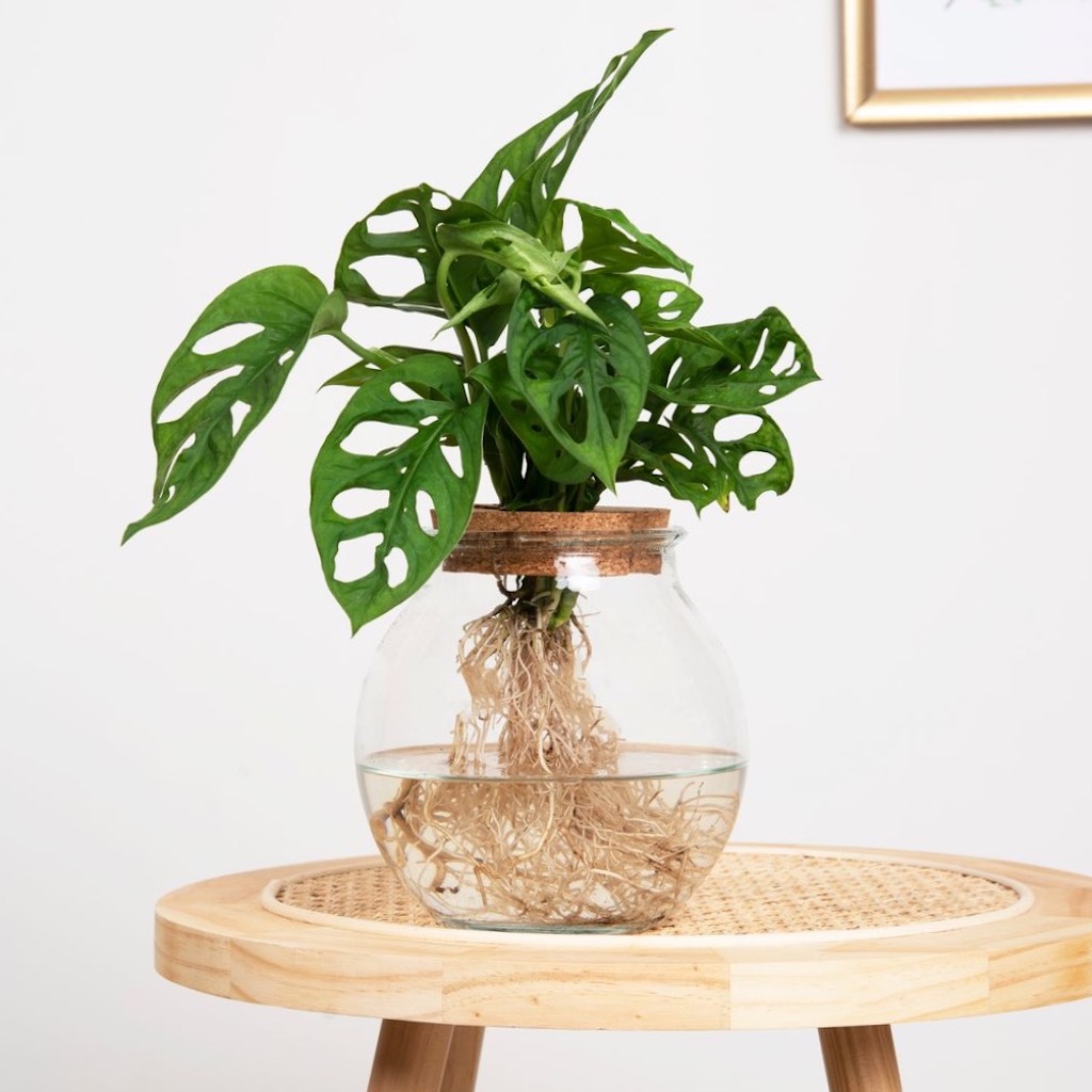 plantje.nl Hydroponie,Monstera Gatenplant,Makkelijke kamerplanten,Kleine planten,Kantoorplanten,Groene Kamerplanten,Woonkamer,Plant cadeau Monstera 1 plantje.nl Hydroponie,Monstera Gatenplant,Makkelijke kamerplanten,Kleine planten,Kantoorplanten,Groene Kamerplanten,Woonkamer,Plant cadeau Monstera