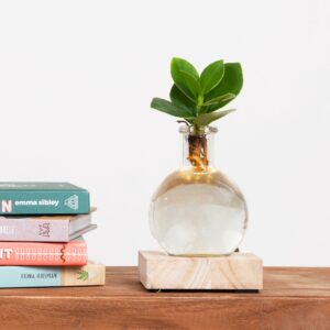 plantje.nl Lichtplantje Clusia Rosea, Groen, Groene bladeren, Witte vaas, Lampje, Luchtzuiverende eigenschappen, Groeit op water, Hydroponie, Sterke