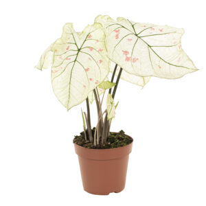 Caladium Strawberry Star - P 17 cm