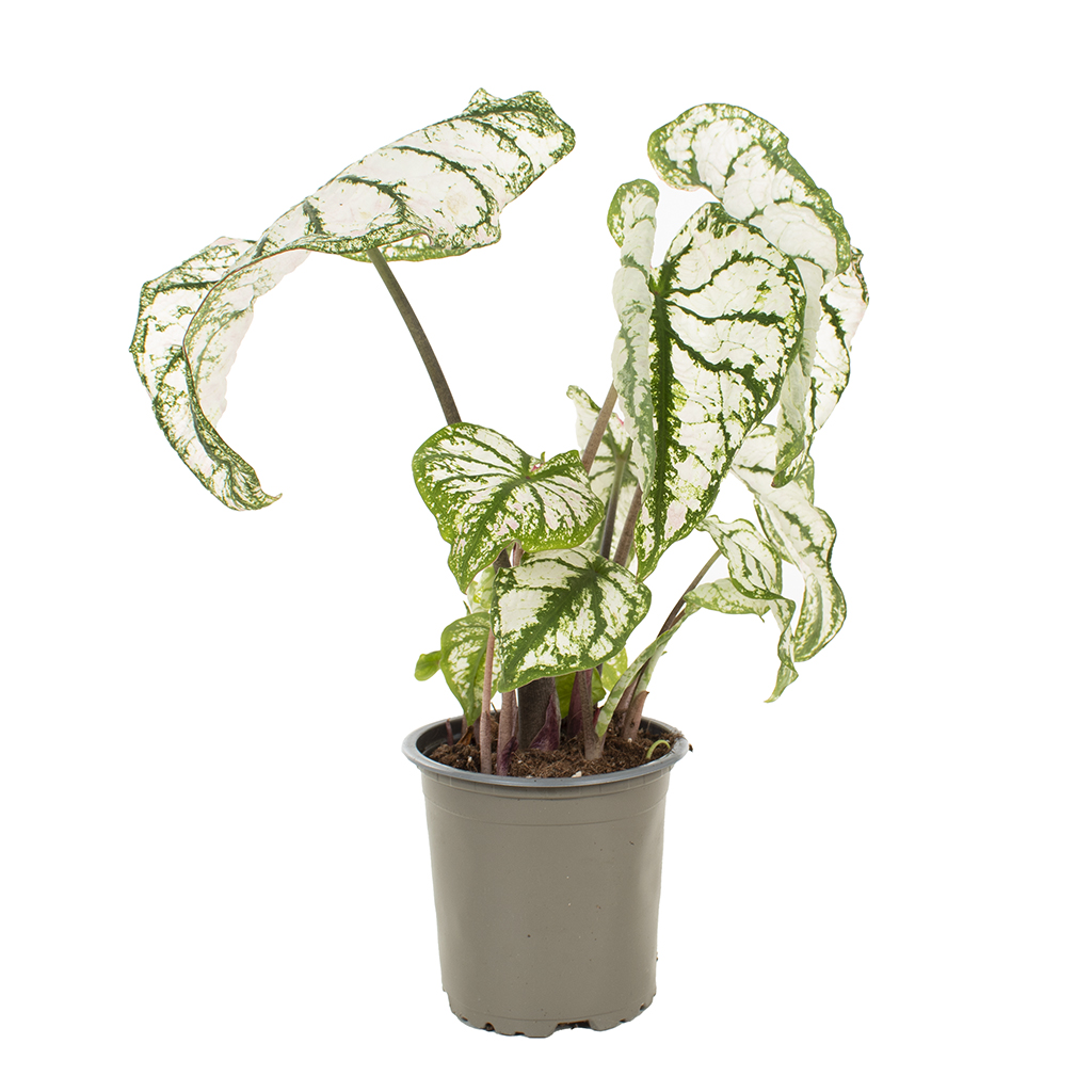 Caladium Candidum - P11 1 Caladium Candidum - P11