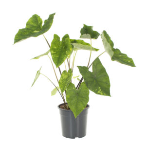 Caladium Frog in a Blender - P24