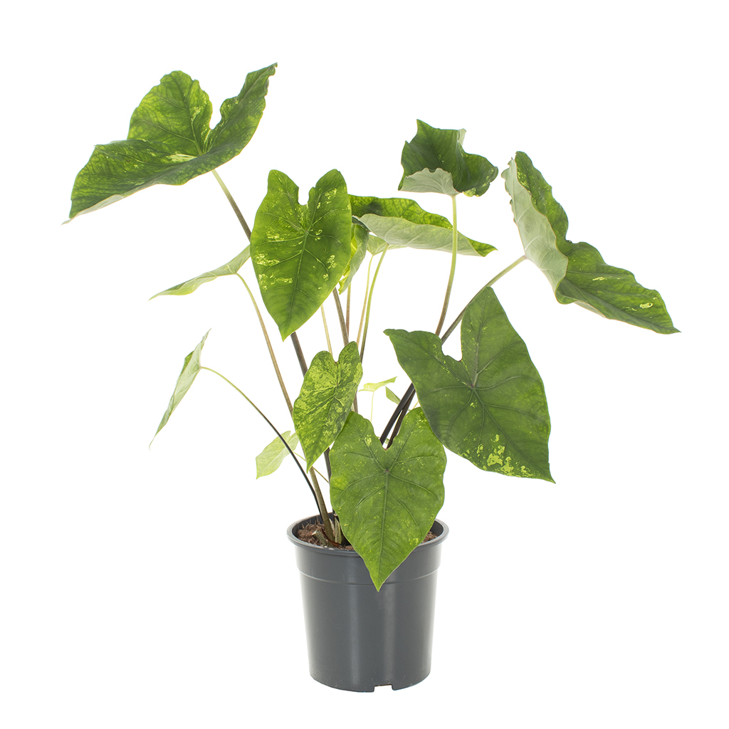 Caladium Frog in a Blender - P24 1 Caladium Frog in a Blender - P24