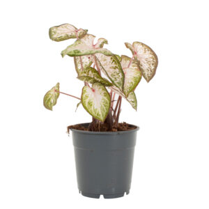 Caladium Pink Gem - P 12 cm