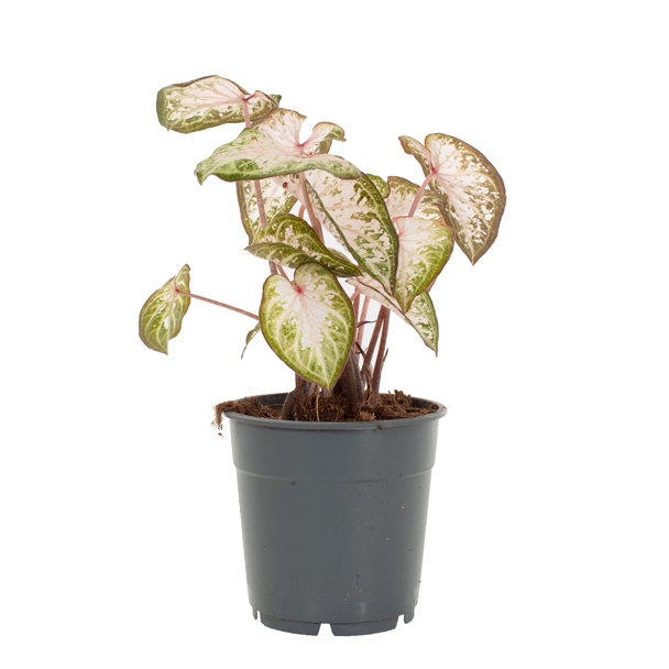 Caladium Pink Gem - P 12 cm 1 Caladium Pink Gem - P 12 cm