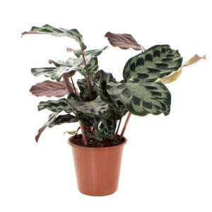 Calathea Kennedy - P 19 cm