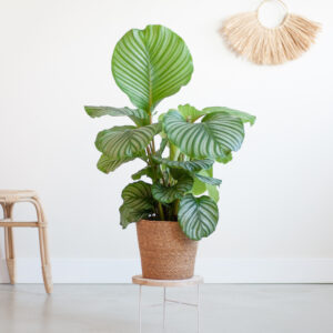 plantje.nl Calathea Orbifolia Schaduwplant, Kamerplanten, Groen, Zilver, Grote ronde bladeren met lichtgroene tot zilverachtige strepen, Bruine