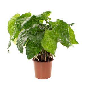 Calathea Network (Mozaiek) - P 17 cm