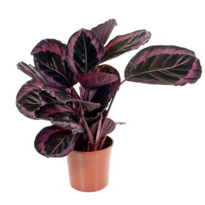 Calathea Roseopicta Dottie - P 14 cm
