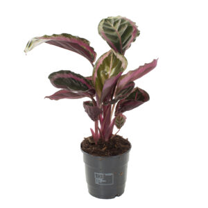 Calathea Roseopicta Angela - P 12 cm