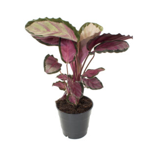 Calathea Roseopicta Rosy - P14