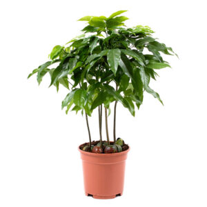 Castanospermum Australe Castano's P 17 cm