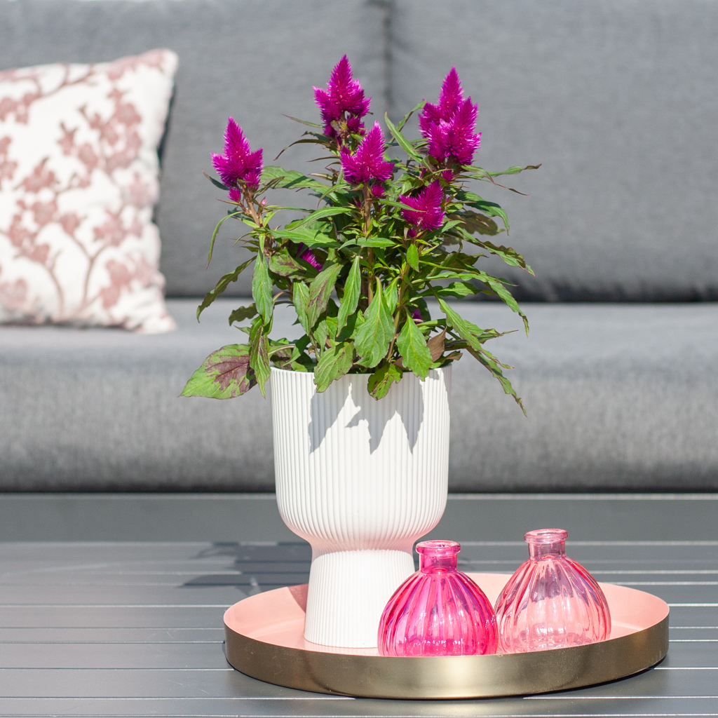 Celosia Deep Purple - P12 1 Celosia Deep Purple - P12