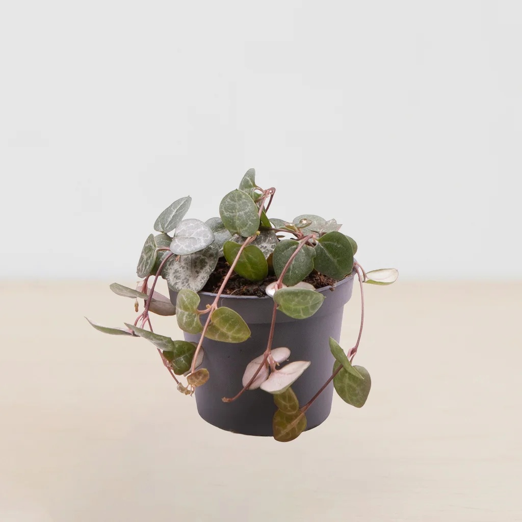 Mini Ceropegia 1 Mini Ceropegia