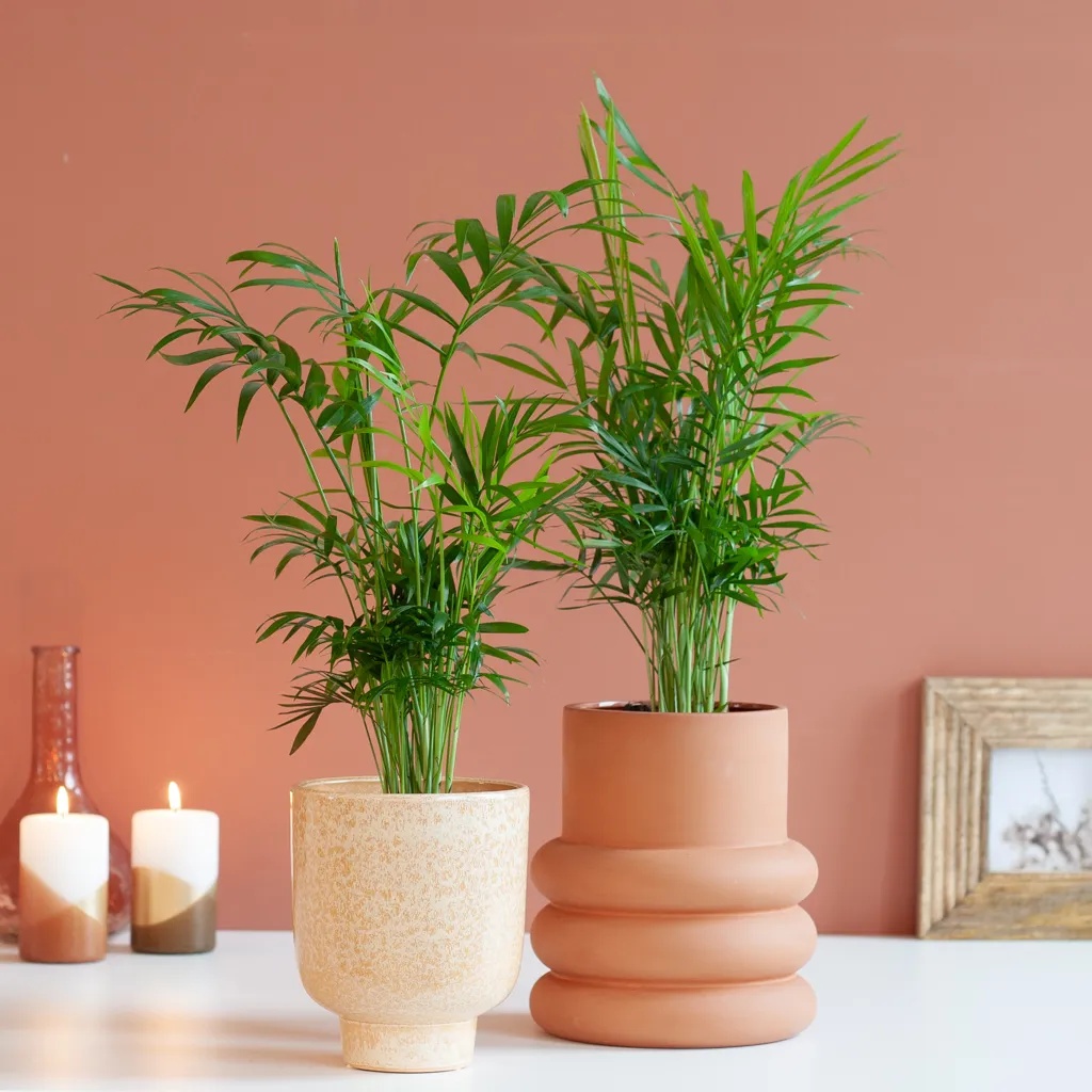 Chamaedorea Elegans Duo - P12 1 Chamaedorea Elegans Duo - P12